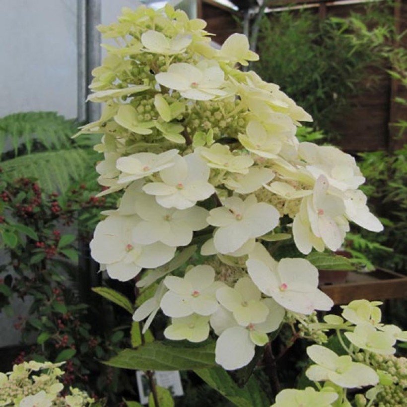 Hydrangea paniculata unique